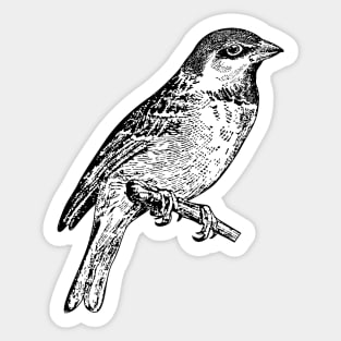 Bird Sparrow Hand Drawn Sticker